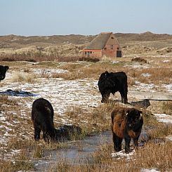 Texel Villa Duinzicht