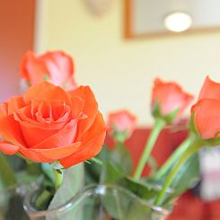 Appartement Rood