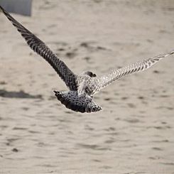 Groepsaccommodatie voor 20 personen in de badplaats Koksijde