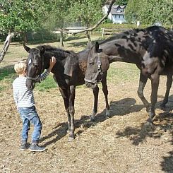 Comfortabel 6 persoons vakantiehuis op de boerderij in