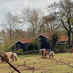 De Trekvogels