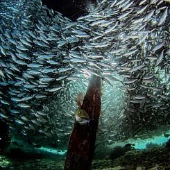 Raja Ampat Dive Lodge