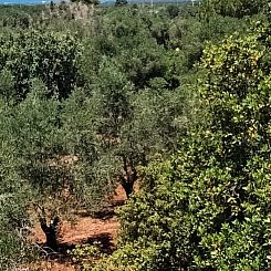 Vakantiehuis in Ostuni