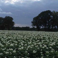 Mooi 2 persoons particulier vakantiehuis in Exloo - Drenthe