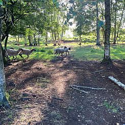 Uniek 4 persoons vakantiehuis tussen de bomen met weids