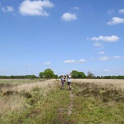 Leuke 4 persoons bungalow op rustige locatie in het bos in