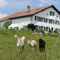 Appartement Gîte - Ferme O'Clés