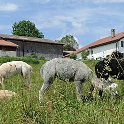 Appartement Gîte - Ferme O'Clés