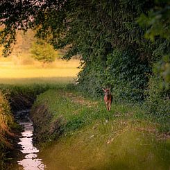 Sfeervol 4 persoons vakantiehuis, gelijkvloers met ligbad en