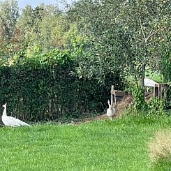 Vakantiehuisje in Doetinchem