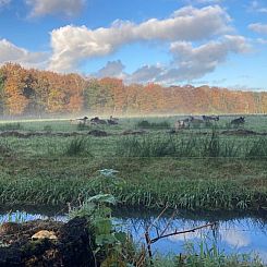 Vakantiehuisje in Doornspijk