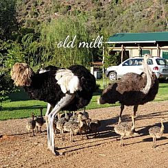 Old Mill Lodge & Restaurant, Oudtshoorn