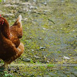 Sfeervolle landelijk gelegen vakantieboerderij voor 2