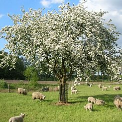 vakantieboerderijtje-achterhoek-twente.nl