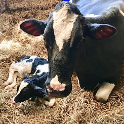 boerderijhuisje.nl