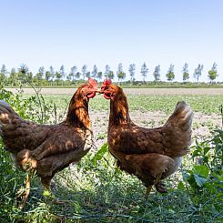 2-persoons studio in Vrouwenpolder op Walcheren, landelijk