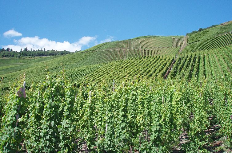 Weingut Justen-Kiebel