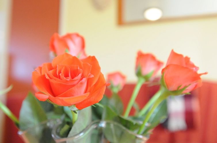 Appartement Rood