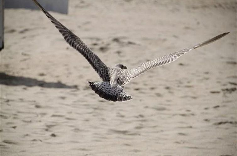 Groepsaccommodatie voor 20 personen in de badplaats Koksijde