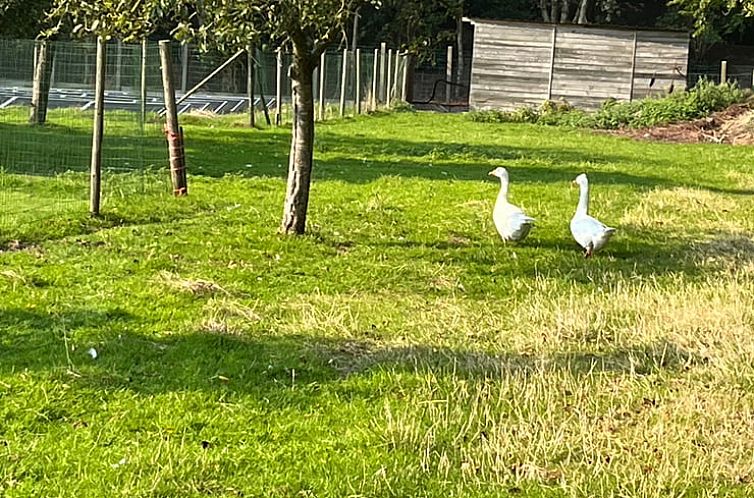 Vakantiehuisje in Wingene