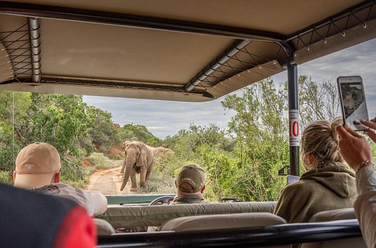 Safari Lodge - Amakhala Game Reserve