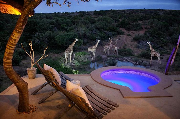 Safari Lodge - Amakhala Game Reserve