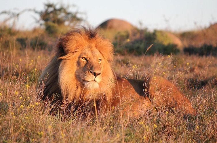 Safari Lodge - Amakhala Game Reserve