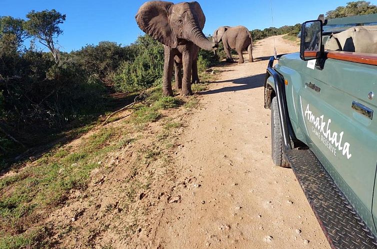 Safari Lodge - Amakhala Game Reserve