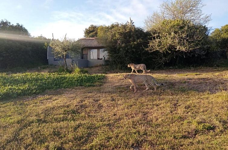 Safari Lodge - Amakhala Game Reserve