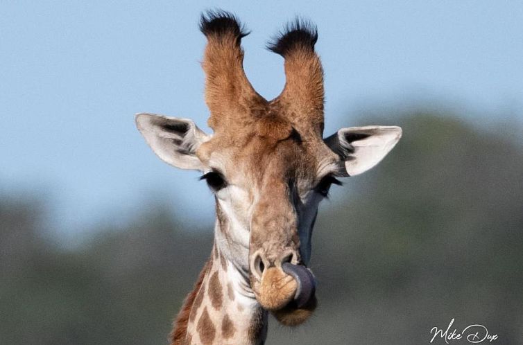 Safari Lodge - Amakhala Game Reserve