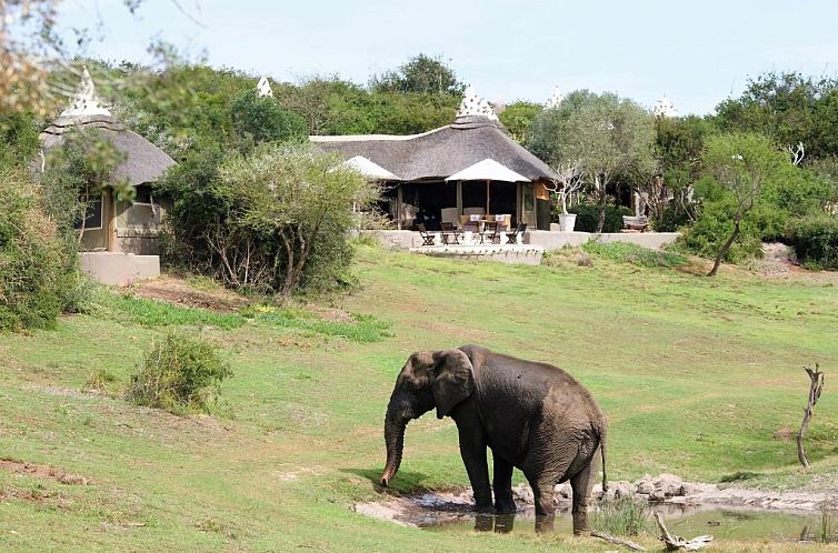 Safari Lodge - Amakhala Game Reserve