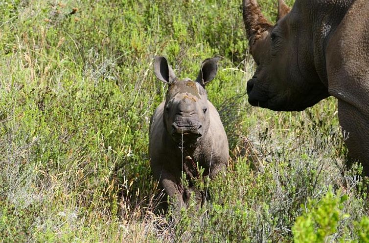 Safari Lodge - Amakhala Game Reserve