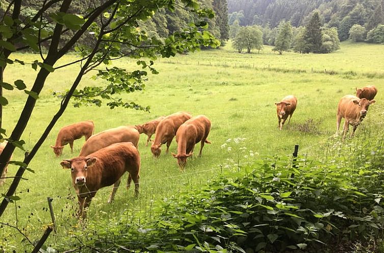 Huisje in Willingen