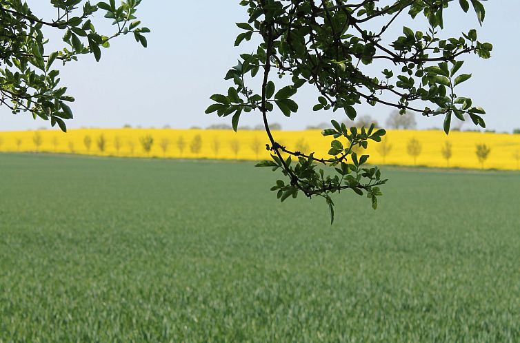 Koppelblick & Heidenholz XXL