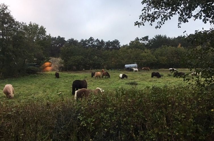 De Trekvogels