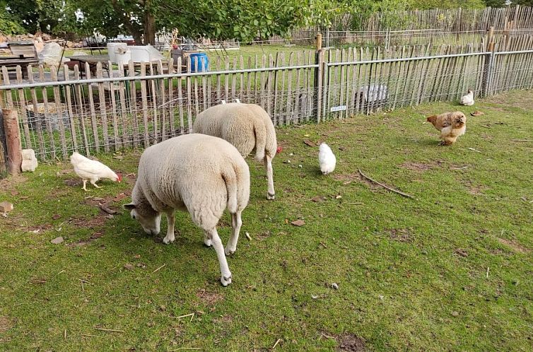 Moderne villa met zwembad en kinderboerderij