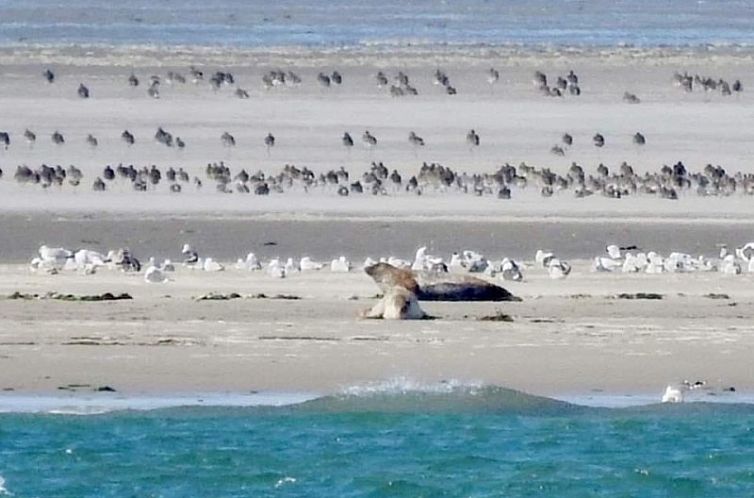 Chill op Ameland