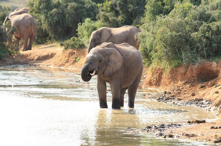 Elephants Footprint Lodge