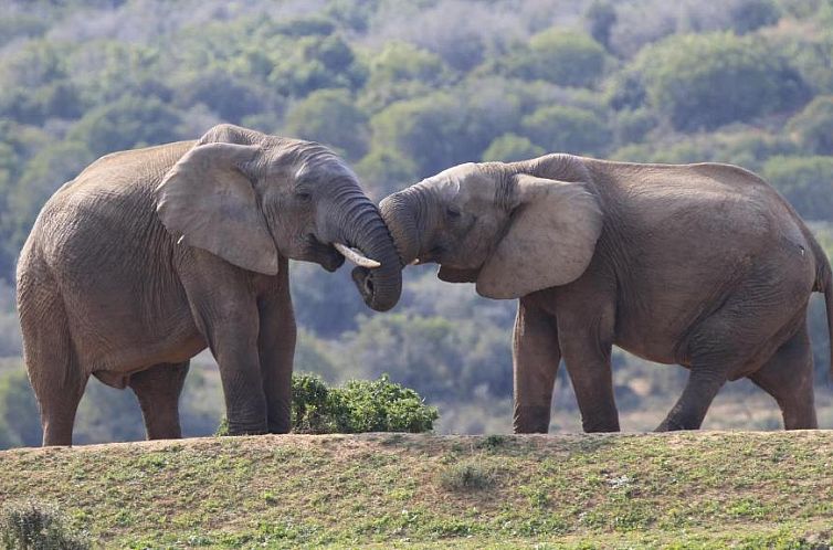 Elephants Footprint Lodge