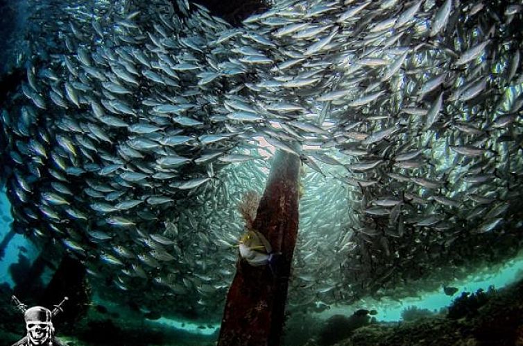 Raja Ampat Dive Lodge