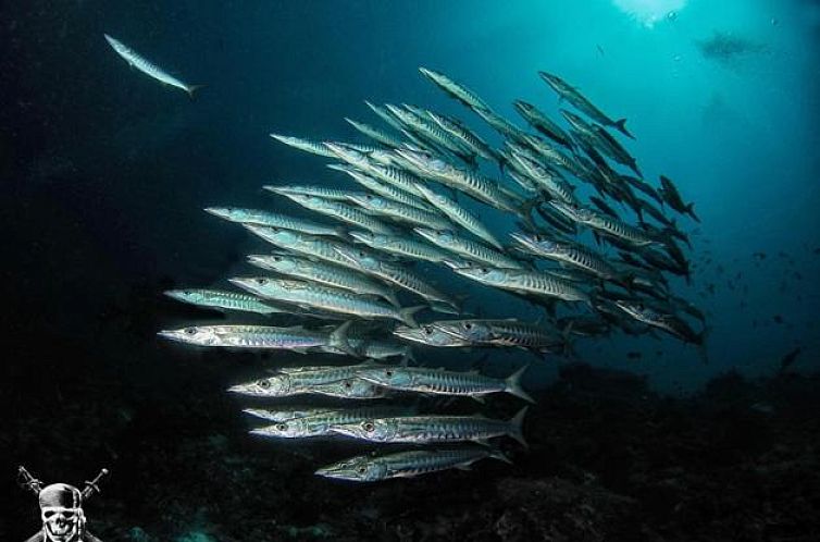 Raja Ampat Dive Lodge