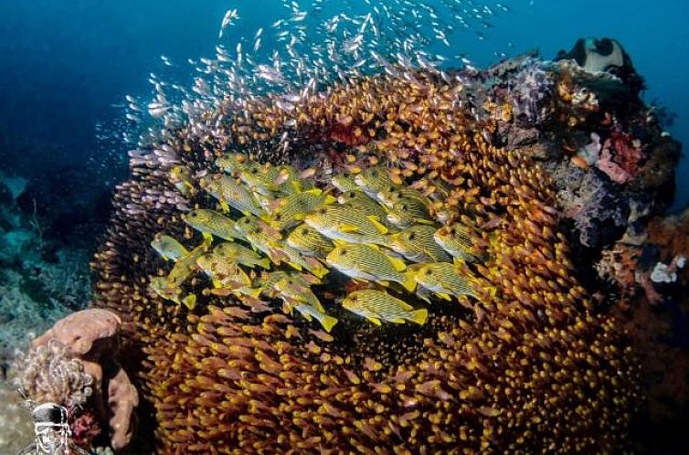 Raja Ampat Dive Lodge