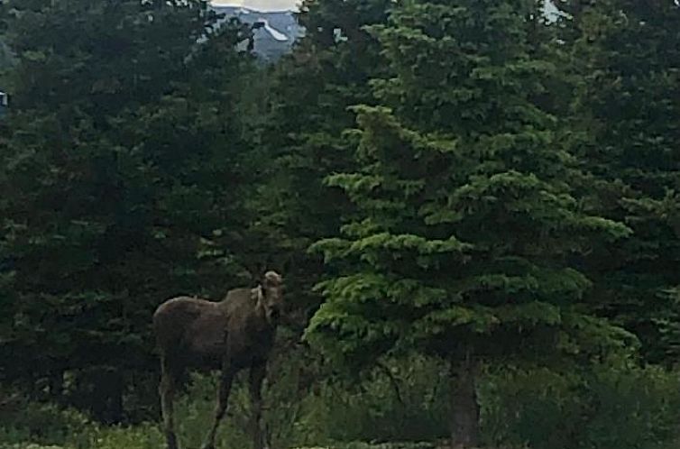 Denali Park Hotel