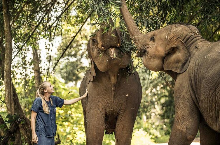 Anantara Golden Triangle Elephant Camp & Resort - SHA Certif