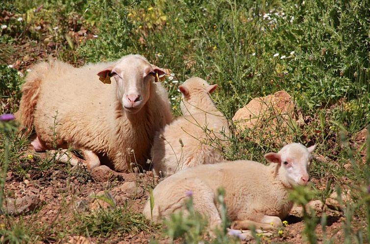 Agroturismo Son Siurana