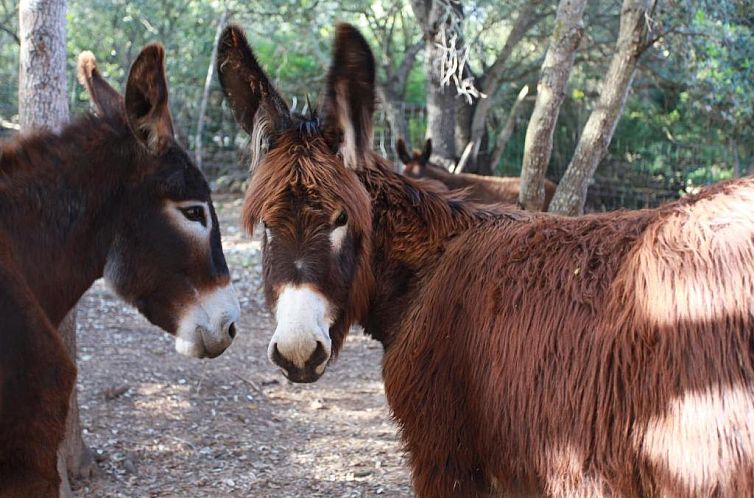 Agroturismo Son Siurana