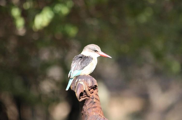 Birds Babble Self Catering