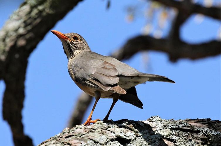 Birds Babble Self Catering