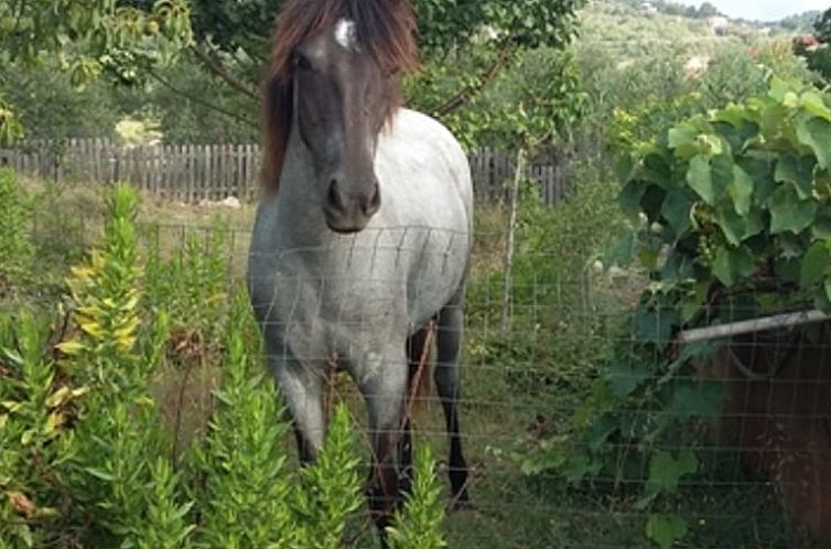 Huisje in GAETA