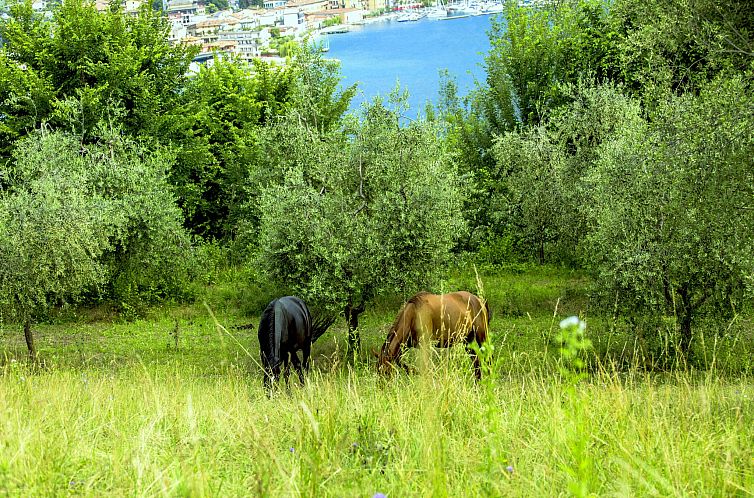 Bilo della Cascina